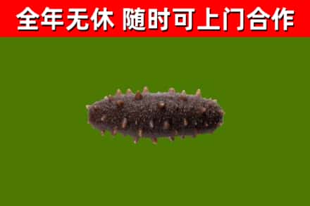 纳溪烟酒回收干海参.jpg